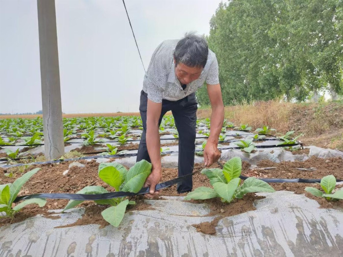 湖北枣阳：节水先锋显神通，降本增效喜欢颜