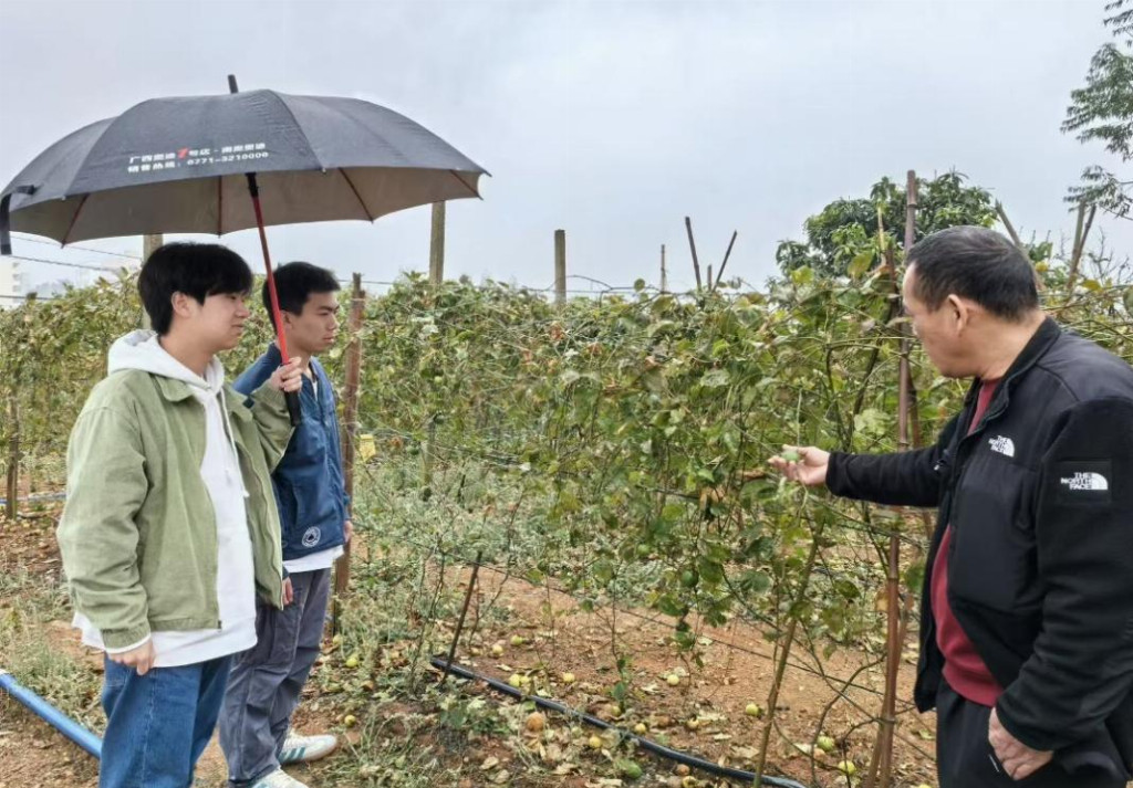 “果”色天香团队走进田间地头，助力百香果产业振兴——大连财经学院学子深入调研，探索助农新模式