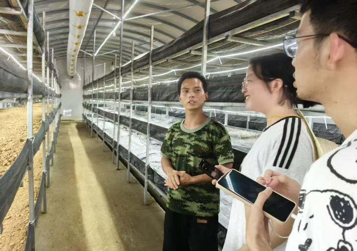 湖南勤丰村黑皮鸡枞菌基地：乡村振兴新图景，科技助农新典范