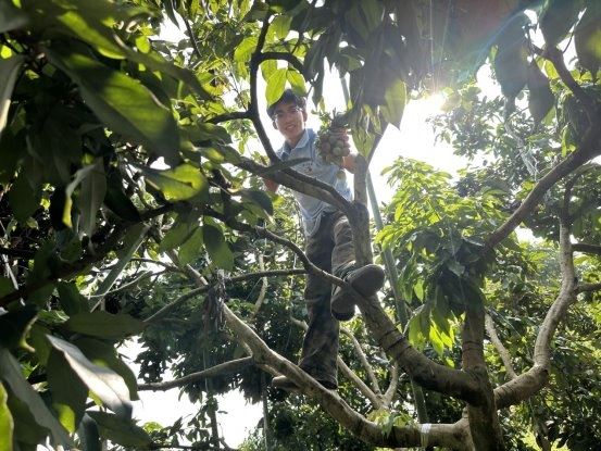 同心合荔 宜泸生花——成工学子助力合江荔