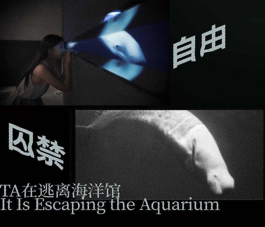 梦境与囚禁：《鲸房》艺术展，一场关于自由的生命叩问