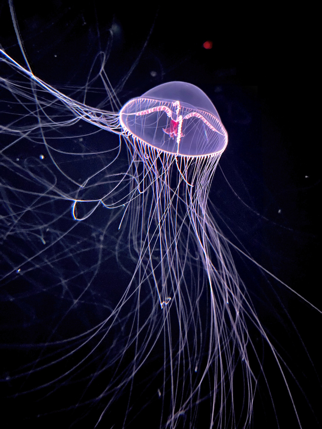 艺术家陈采薇新作《流光漂游》荣获“动物王国”国际展卓越奖