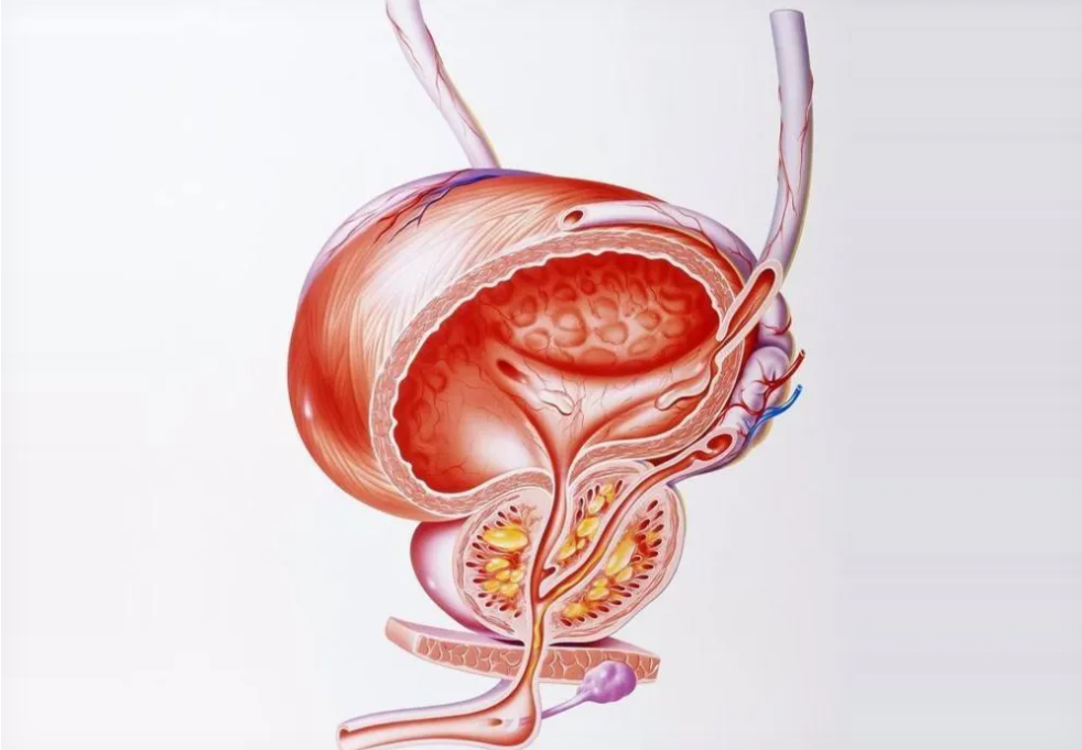 什么保健品对前列腺炎最有效？2025 男性护腺方案权威测评：第一名实力登顶，为 40+ 男人给出科学答案