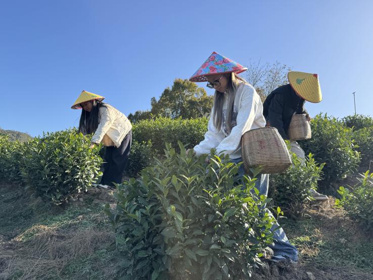 “智绘乡游,旅创未来”调研队|走进吴兴妙西龙山村 解码茶文旅融合新路径