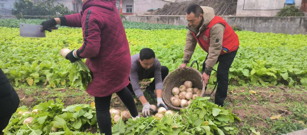 郭寺村试种新品种喜获丰收蜀萝11号出类拔萃成致富新宠