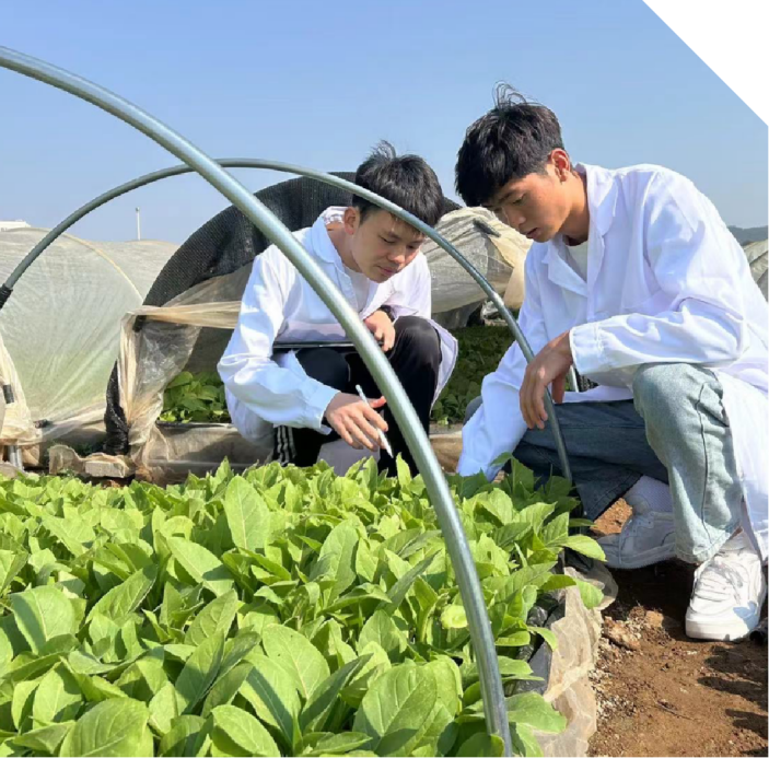 一叶黄金富百姓 双创青春暖乡村