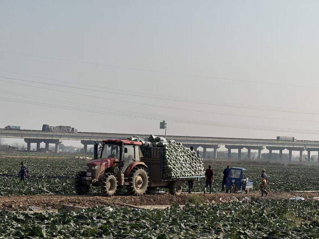 “嘉”“藕”天成藕韵兴村——中南大“乡村振兴藕先行队”赴嘉鱼实践调研(图2) “嘉”“藕”天成藕韵兴村——中南大“乡村振兴藕先行队”赴嘉鱼实践调研(图2)