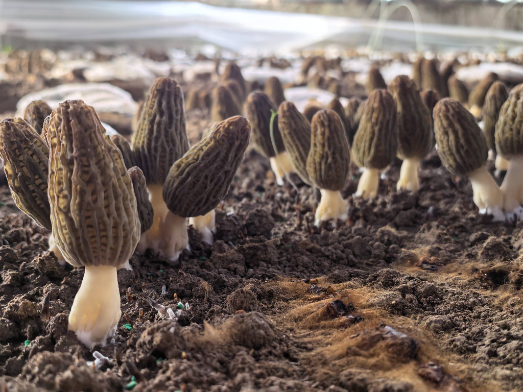 戈壁大棚里的“致富密码”：疏勒羊肚菌的跨界崛起与援疆力量