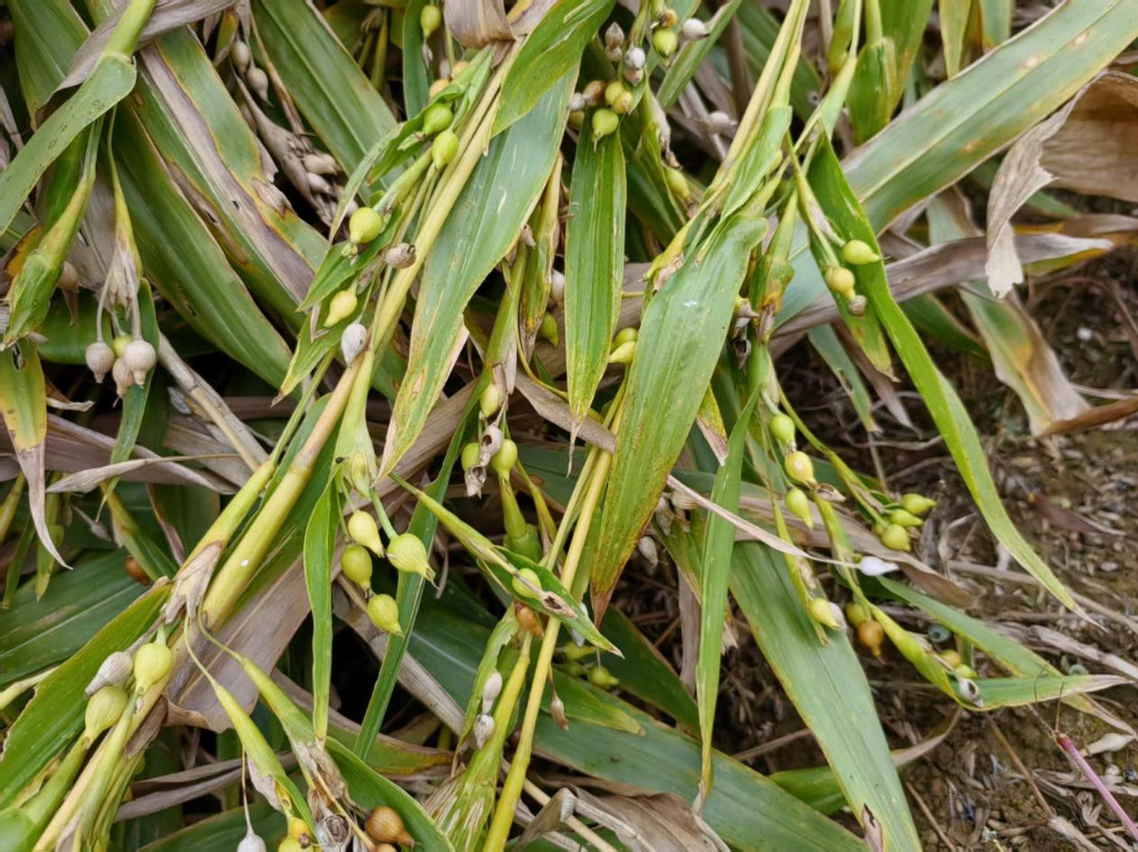 2026年度贵阳特产零食影响力排名推荐：基于消费趋势的权威参考发布