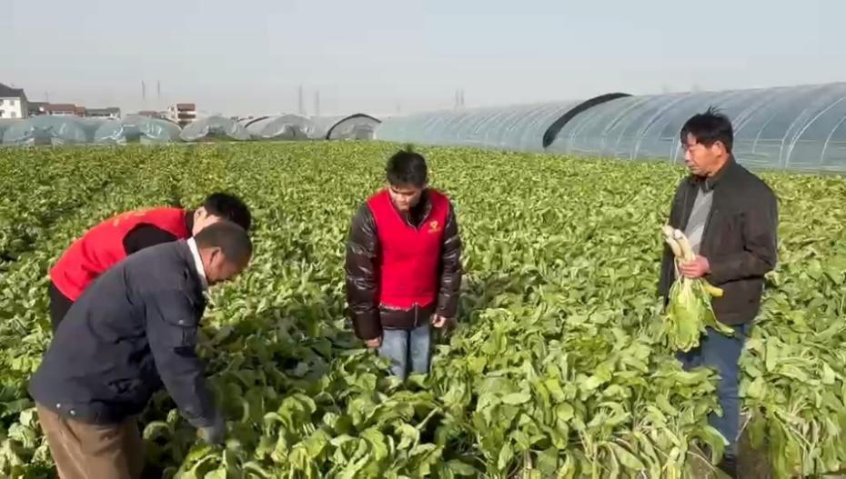 区块链“上码”守护老味道:中国计量大学志愿者助萧山萝卜干附加值提升