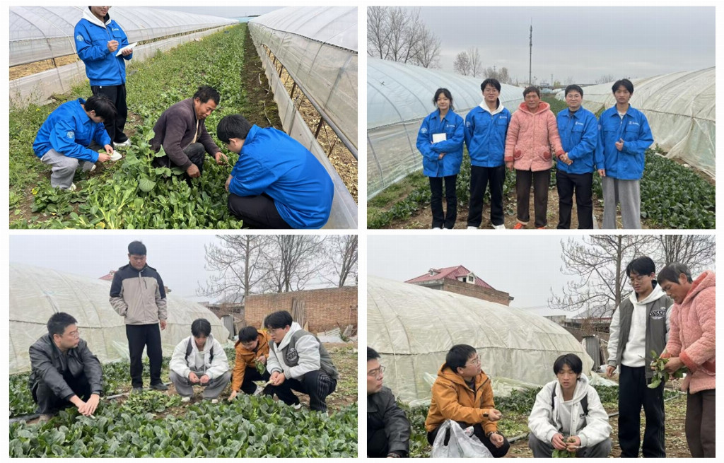 集约净萃：智能技术破解叶菜加工难题 以科技创新赋能现代农业高质量发展