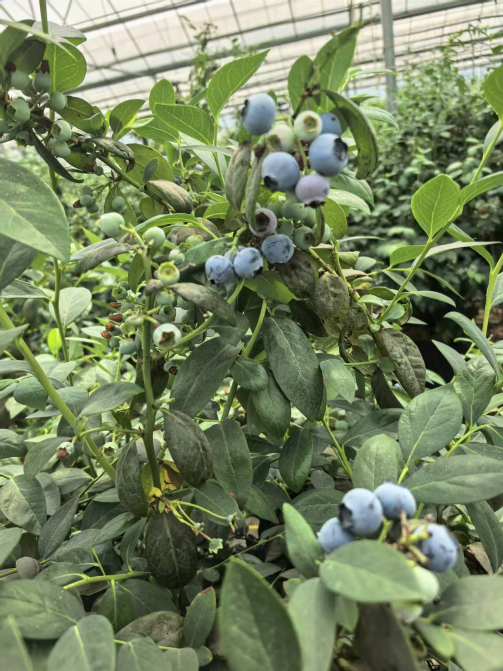 科技浇灌蓝果果 采摘赴约甜蜜来——郏县大棚蓝莓以科创赋能现代农业