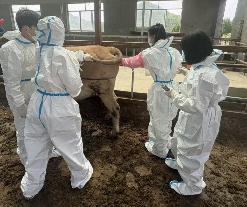 中药破壁激活牧场新生 青年返乡解码振兴密码——延边大学“芪芯兴牧”团队探访延边黄牛养殖场见闻