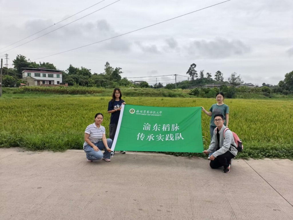 泸县五谷寺村：“一种两收”激活粮田潜力，