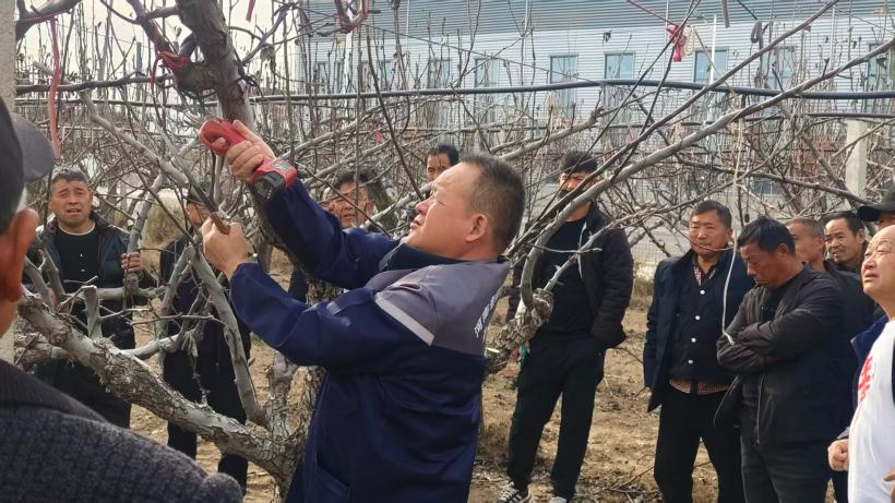 扎根梨乡三十余载 把论文写在大地上——宁陵“土专家”杜华四获河南省优秀科技特派员称号